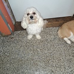 Playful Paws Inc - Daily pictures