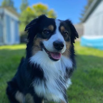 Dad & Daughters Dog Services - Pet Groomers Near Me Dad & Daughters Dog Services - Pet Groomers Near Me