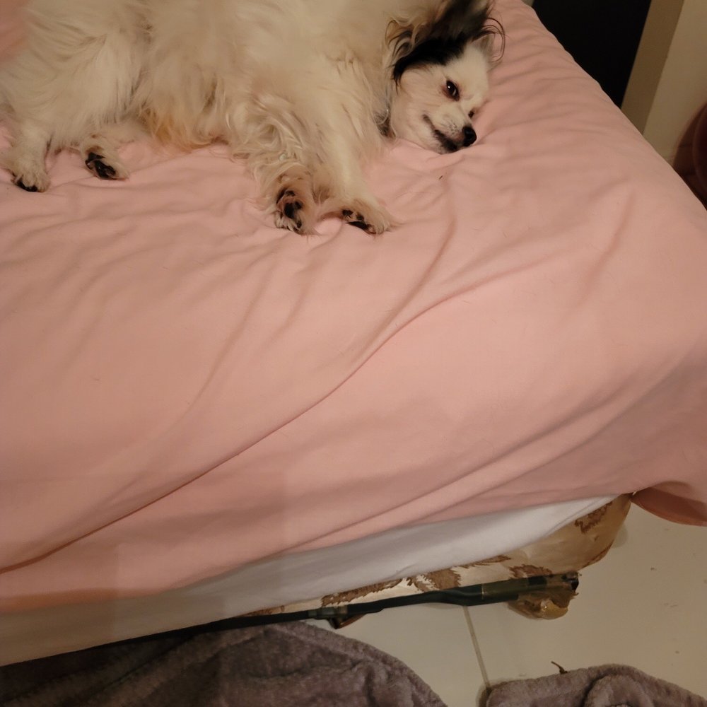 Petcare By Sylvia - Pet Sitting Near Me Petcare By Sylvia - Pet Sitting Near Me
