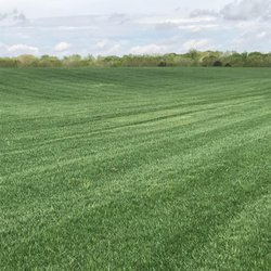 Fescue Sod