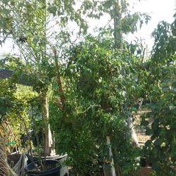 Nicolas Nursery - All types of plants for low prices and every price