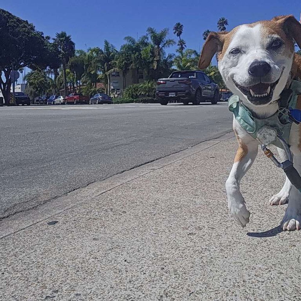See Spot Sit - Dog Walkers Near Me - San Diego, California See Spot Sit - Dog Walkers Near Me - San Diego, California