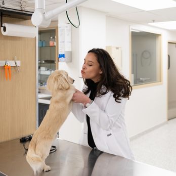 GoodVets Uptown - Dallas - Veterinarians Near Me - Dallas, Texas GoodVets Uptown - Dallas - Veterinarians Near Me - Dallas, Texas
