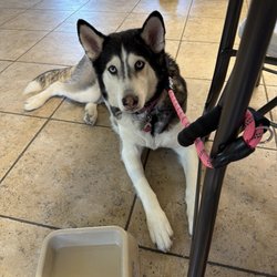Angel, hanging out calmly at a family reunion.