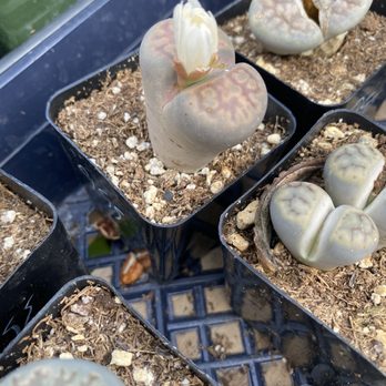 Rainbow Gardens - Baby toe succulent - Nurseries & Gardening Near Me - San Antonio, Texas