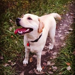 Beck Lake Dog Friendly Area - Lola enjoys swimming in the pond and running on the trails!
