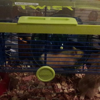 petland discounts brooklyn