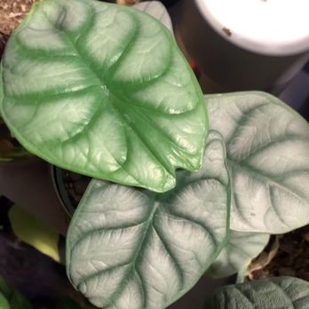Plant Shoppe - Silver dragon scale alocasia - Nurseries & Gardening Near Me - San Antonio, Texas Plant Shoppe - Silver dragon scale alocasia - Nurseries & Gardening Near Me - San Antonio, Texas