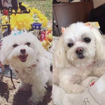 Ann's Pet Grooming - Left: Before (I kind of let my pup's hair grow wild for awhile...) Right: After. Such a wonderful job! - Pet Groomers Near Me - Brea, California