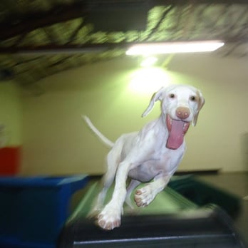 Doggie Depot - My happy boy being happy at the happiest place in the world for a dog. - Pet Training Near Me - Downers Grove, Illinois Doggie Depot - My happy boy being happy at the happiest place in the world for a dog. - Pet Training Near Me - Downers Grove, Illinois