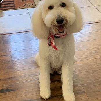 Dapper Dog Spa - Gracie - Pet Groomers Near Me - Whittier, California Dapper Dog Spa - Gracie - Pet Groomers Near Me - Whittier, California