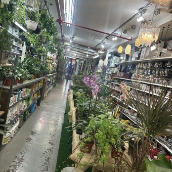 Mushtari Hardware and Garden - Favorite plant store in Harlem! - Hardware Stores Near Me - New York, New York