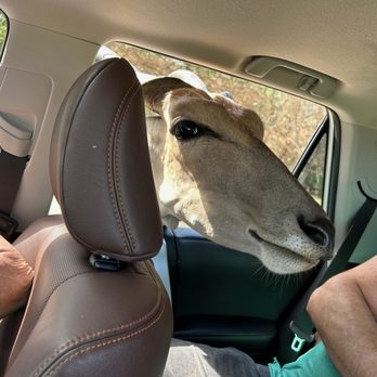 Aggieland Safari - Zoos Near Me - Bryan, Texas