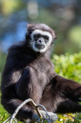 Oakland Zoo by null