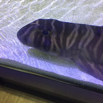 Aquariums Unlimited - Aquarium Services Near Me - Virginia Beach, Virginia Aquariums Unlimited - Aquarium Services Near Me - Virginia Beach, Virginia
