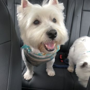 Pet Care Plus - Our boy dog duffers after his groom! - Pet Groomers Near Me - Chicago, Illinois Pet Care Plus - Our boy dog duffers after his groom! - Pet Groomers Near Me - Chicago, Illinois