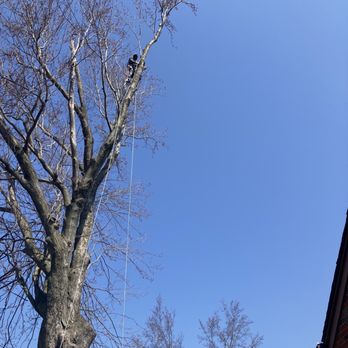 Juniors Tree Service - Tree Services Near Me Juniors Tree Service - Tree Services Near Me