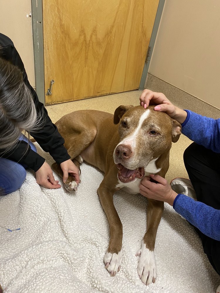 PACKANACK ANIMAL HOSPITAL Updated October 2024 31 Reviews 455