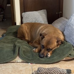 Wooded Acres Animal Hospital - The dog she's scared of . He's a MUSH with people.