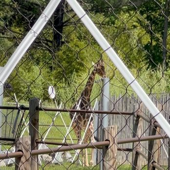 Maryland Zoo in Baltimore - Giraffe - Zoos Near Me - Baltimore, Maryland