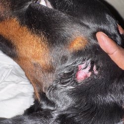 Dogs R Dogs - The wound on my dog Xena's neck when I picked her up after a 31-day stay. This injury was discovered after bringing her home.