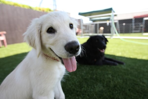 Canine To Five by null