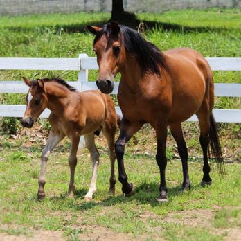 Woodberry Ponies - Pet Breeders Near Me Woodberry Ponies - Pet Breeders Near Me