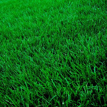 Liquid Green Lawn Solutions - This is what a real lawn looks like - Lawn Services Near Me Liquid Green Lawn Solutions - This is what a real lawn looks like - Lawn Services Near Me