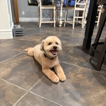 Cookies N Clean - Duran is a bichon/poodle mix who was smiling after his exceptional mobile grooming - Pet Groomers Near Me - Phoenix, Arizona Cookies N Clean - Duran is a bichon/poodle mix who was smiling after his exceptional mobile grooming - Pet Groomers Near Me - Phoenix, Arizona