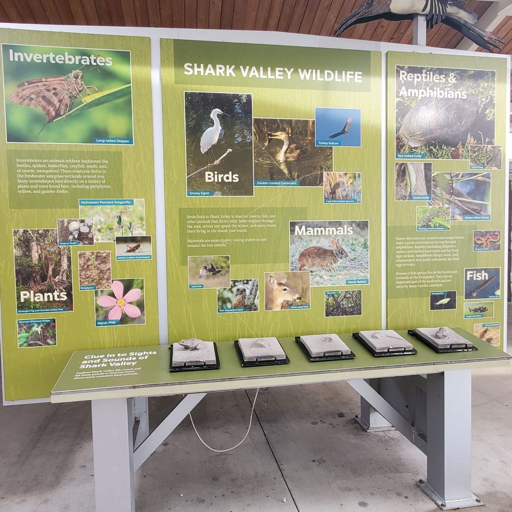 Shark Valley Tram Tours - Tours Near Me - Miami, Florida
