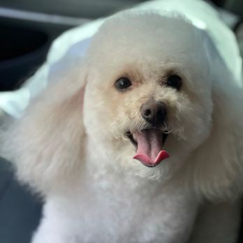 Platinum Grooming - Groomed dog - A fluffy white dog with dark eyes and an open mouth appears happy inside a car, possibly after grooming. - Pet Groomers Near Me - Mesa, Arizona