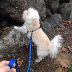 Dog Walker One - Fun with Damon!