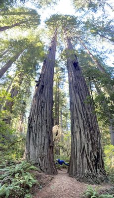 Lady Bird Johnson Grove Trail by null