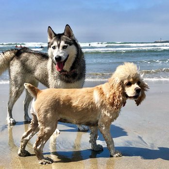 Coronado Dog Beach - Beaches Near Me - Coronado, California Coronado Dog Beach - Beaches Near Me - Coronado, California