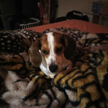 Precious Companions - Pet Breeders Near Me Precious Companions - Pet Breeders Near Me