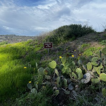 Torrey Pines State Reserve - Near the trail going up - Parks Near Me - La Jolla, California Torrey Pines State Reserve - Near the trail going up - Parks Near Me - La Jolla, California