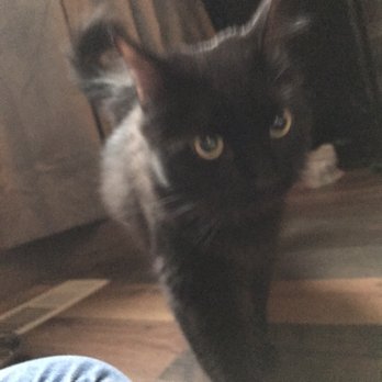 Auburn Valley Humane Society - My sweet new kitty - Animal Shelters Near Me - Auburn, Washington