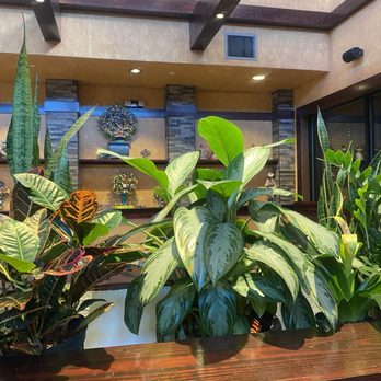Ma' Luz - Love the greenery - Mexican Near Me - Charlotte, North Carolina Ma' Luz - Love the greenery - Mexican Near Me - Charlotte, North Carolina