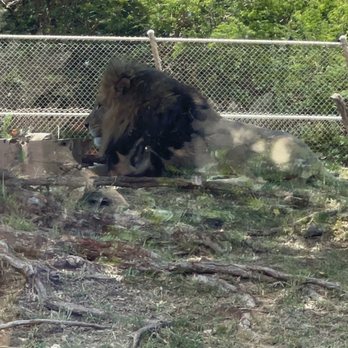 Honolulu Zoo - A lion - Zoos Near Me - Honolulu, Hawaii Honolulu Zoo - A lion - Zoos Near Me - Honolulu, Hawaii