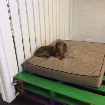 The Enrichment Center - Pet Training Near Me The Enrichment Center - Pet Training Near Me