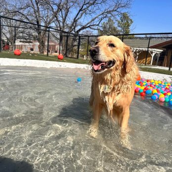 Paw Paw's Dog House - Pet Boarding Near Me - Everman, Texas
