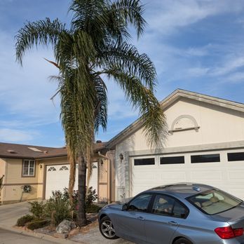 Ortega Tree Service - Before - Tree Services Near Me