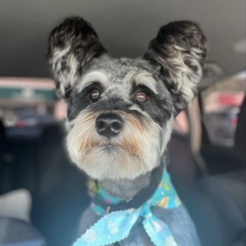 Tailored Tails Grooming - Charlie loves going to get pampered by Eddy! Best grommer ever - Pet Groomers Near Me - Foster City, California Tailored Tails Grooming - Charlie loves going to get pampered by Eddy! Best grommer ever - Pet Groomers Near Me - Foster City, California