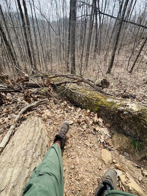 Daniel Boone National Forest by null