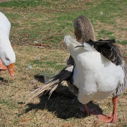 The alpha goose has a terrible case of angel wing (from being fed bread while at a wing-developing juvenile age).