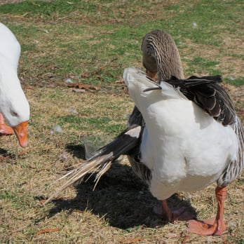 Round Rock West Park - The alpha goose has a terrible case of angel wing (from being fed bread while at a wing-developing juvenile age). - Parks Near Me - Round Rock, Texas