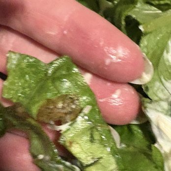 Chipotle Mexican Grill - Old, wilted, browned lettuce and a dead earwig - Mexican Near Me - Pineville, North Carolina