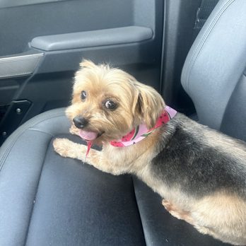 PetSquad - Layni loved PetSquad!! - Pet Groomers Near Me - Springdale, Arkansas