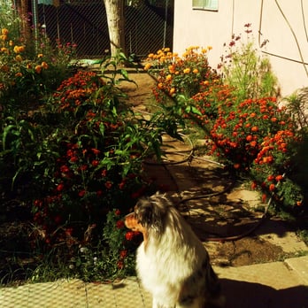 Leila's Paws - Dog Walkers Near Me