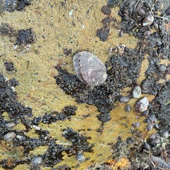 Let's Tidepool - Another of our recent spots - a small abalone! - Tours Near Me
